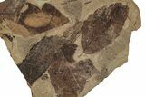 Fossil Plant Plate - McAbee, BC #253936-1